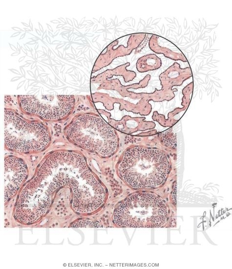 Seminiferous Tubules and Rete Testis